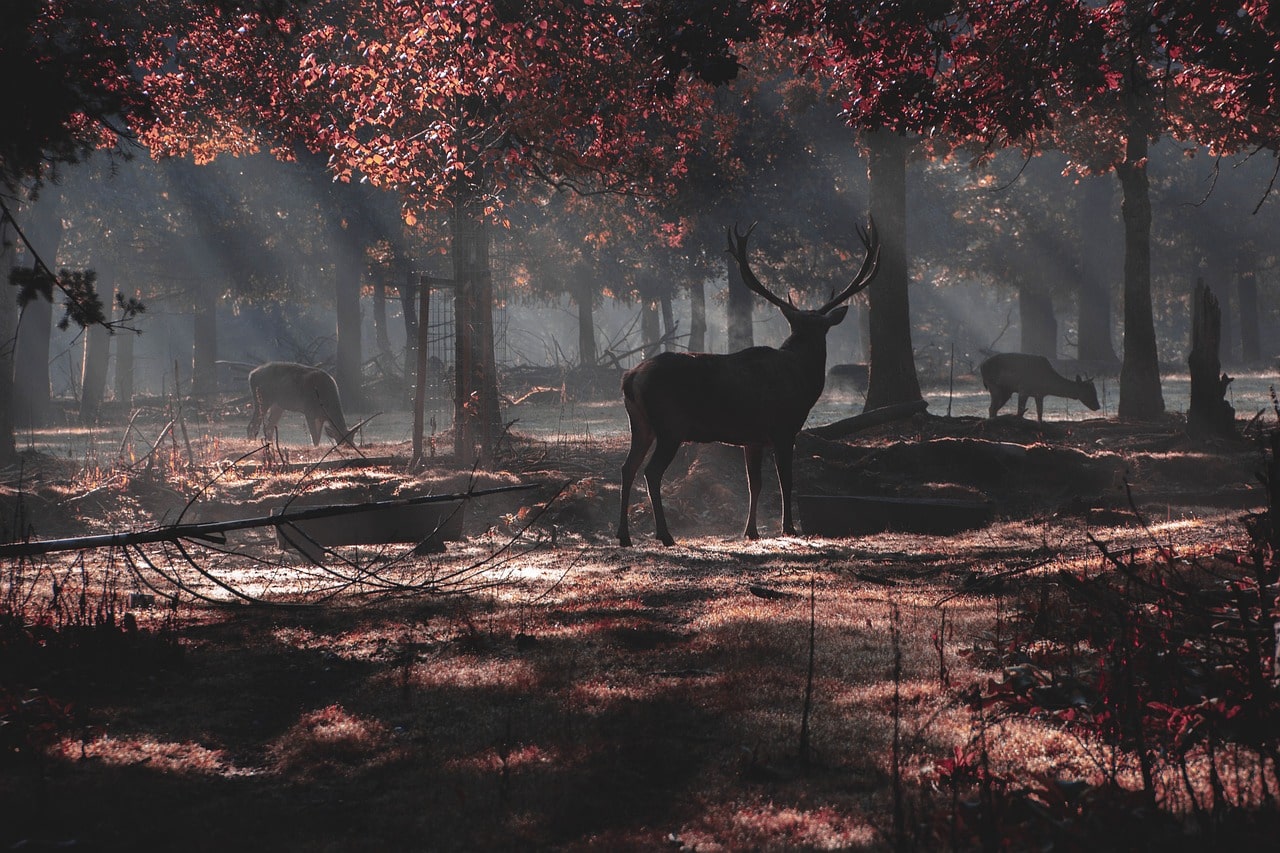 deer-grazing-under-colored-leaves-in-forest