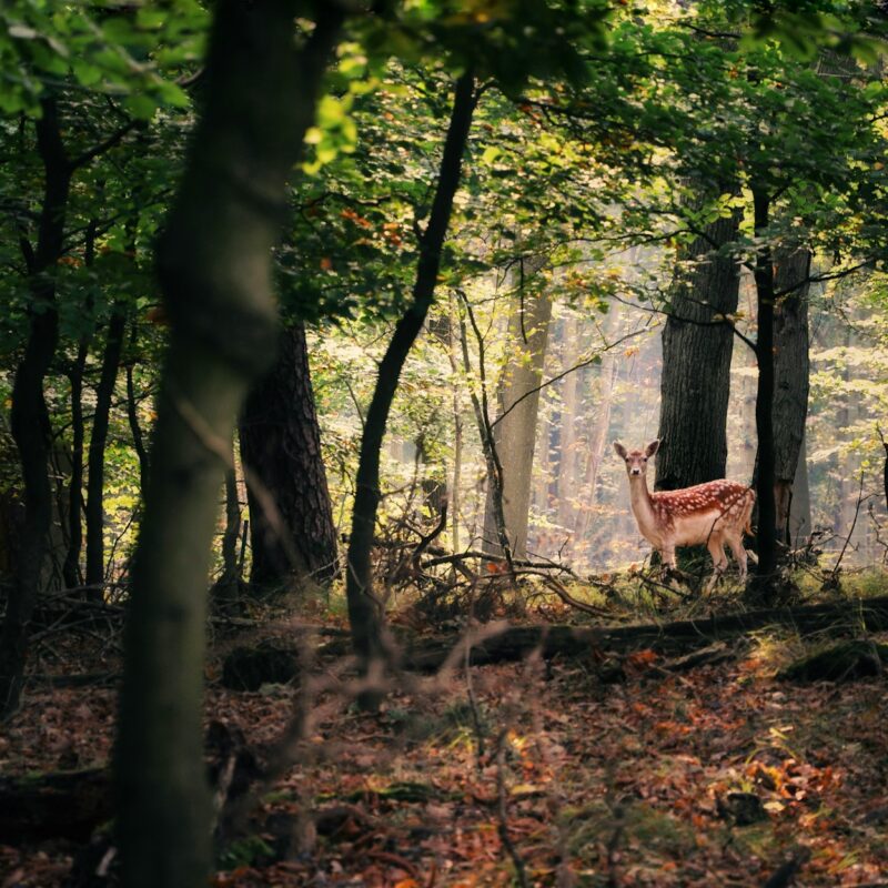 deer standing in forest