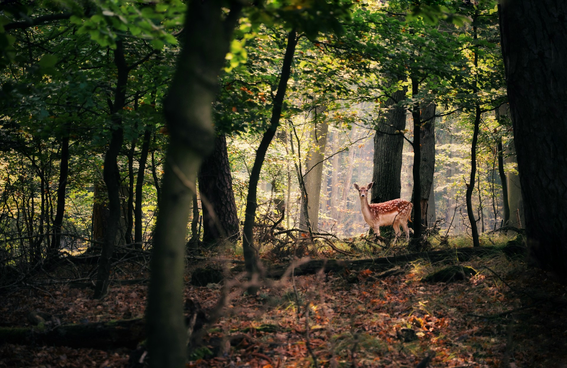 deer standing in forest