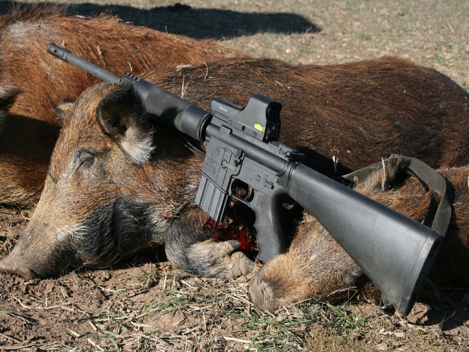 The 450 Bushmaster was developed for big game hunting with modern rifles.